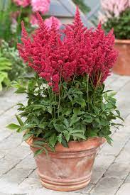 Feature Friday A Shady Surprise Flowers Perennials Flower Seeds Planting Flowers