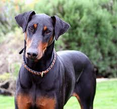 Doberman Pinscher Vs Golden Retriever Breed Comparison