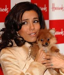 For instance, singer nick jonas has a dog named elvis, after the king of rock n' roll elvis presley. 12 Celebrities With Pomeranians Pomeranian Celebrities Pomeranian Lovers