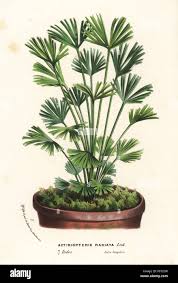 Image result for Actiniopteris semiflabellata