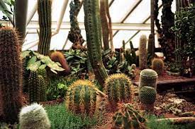It can be hard to tell if you're overwatering your cactus, especially if this is your first one. How Do Cacti Reproduce Succulent Alley