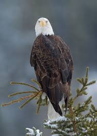 Bird With Big Eyes Name Big Bird I Ve Always Thought It A Bit Odd That The Name Of These Eagles Has The Word Bald In It Oh Sure I Get That The Whit Bald Eagle