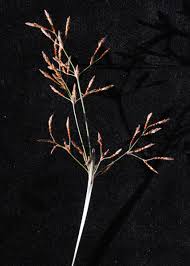 Image result for Fimbristylis