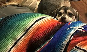 In the last ten years we have placed over 1500 rabbits and small animals into new homes and safe foster care. Looking To Adopt A Pet Here Are 6 Cuddly Canines To Adopt Now In