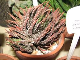 Image result for Humularia minima