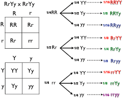 punnett square wikipedia