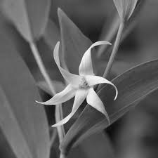 Image result for Clutia sessilifolia