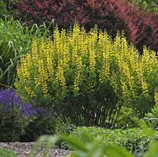 Welcome to the famous dave's garden website. 16 Yellow Perennials Walters Gardens Inc