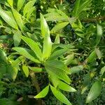 Image result for Nageia nagi