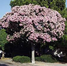 The inspiration for the pom pom tree came from a very dear friend of mine who blogs over at vintage southern picks. Dais Cotinifolia Pom Pom Tree Nectasource