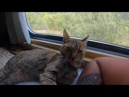 Cat Train Ride Into Tbilisi Youtube Cat Training Train Rides Cat Travel