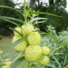 Hairy Balls 25 Seeds The Gardener S Workshop Butterfly Plants Seeds Garden Art