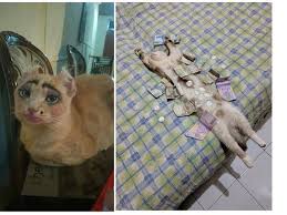 Radziah ar menulis adhwa diary hidupku via imanuhadiaryhidupku.blogspot.com. Begini Jadinya Kalau Kucing Bisa Kuliah 6 Fotonya Bikin Ketawa Geli Hot Liputan6 Com