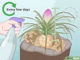 How to care for a bromeliad plant. 3 Ways To Care For A Bromeliad Wikihow