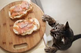 What are the concerns with cats eating shrimp? Can Cats Eat Salmon