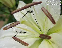 The male reproductive parts of a flower are much simpler than the female ones. Assignment 8 Page 2