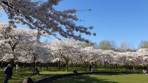 Here is sakura in a before picutre. Taman Sakura Di Belanda Serbalanda Supirsantun Sahabat Wisata Di Eropa