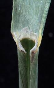 Image result for Trichoneura grandiglumis