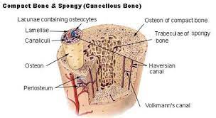 Structure Of Compact Bone Cancellous Bone Structure Of Bone Skeletal System