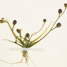 Image result for Subularia monticola