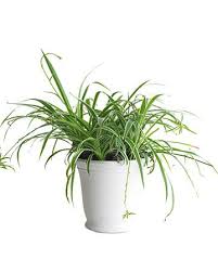 Una Casa Sana Plantas Purificadoras 5 Cinta Chlorophytum Comosum Plantas Interiores Plantas Aranas Plantas