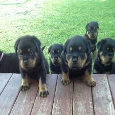 How Often How Much To Feed Meisterhunde Rottweilers