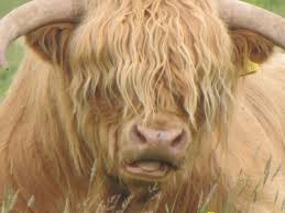 These cattle tended to be smaller, to have black coats and, due to their more rugged environment, to have long hair. Scotish Cattle With Long Hair Photo