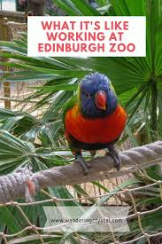 What It S Like Working At Edinburgh Zoo Wandering Crystal What Is Like Edinburgh Zoo Edinburgh Scotland Travel