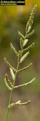 Image result for Echinochloa