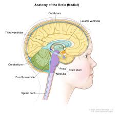 Optimal treatment requires a multidisciplinary team of pediatric. Childhood Ependymoma Treatment Pdq Patient Version National Cancer Institute