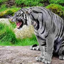 The Maltese Tiger Aka The Blue Tiger Thought To Be Extinct Maltese Tiger Rare Animals Animals