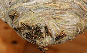 Auch die auskunft darüber, wie viele personen in der mietwohnung wohnen werden sollte stimmen, ansonsten kann der vermieter den mietvertrag später anfechten. Wespennester Entfernen Und Umsiedeln Mein Schoner Garten