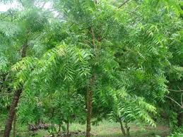 Its fruits and seeds are the source of neem oil. Neem Tree Azadirachta Indica Plants Medicinal Plants