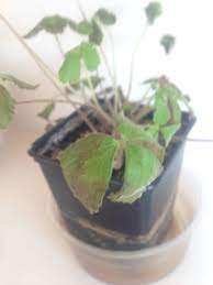 That is far too much water for a strawberry plant. Why Are My Indoor Strawberry S Leaves Turning Brown Gardening Landscaping Stack Exchange