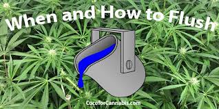 Which lights are best for growing weed? When And How To Flush Flushing Cannabis Plants Coco For Cannabis