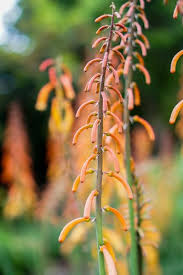 Image result for Kniphofia thomsonii