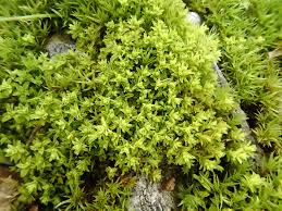 Image result for Lepidotrichilia