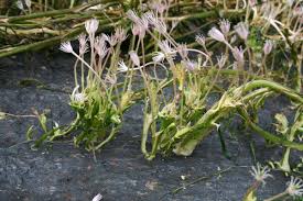 Image result for Podostemaceae