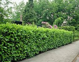 Use them in commercial designs under lifetime, perpetual & worldwide rights. The Best Evergreen Shrubs For Your Garden Gardener S Path