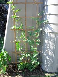 Check spelling or type a new query. Growing Watermelons Vertically How To Grow Watermelon Vertical Vegetable Garden Trellis Plants