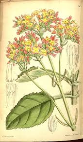 Image result for Kalanchoe velutina