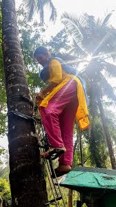 I stay in the lowest gear during long climbs while my friends ride two to three cogs higher. Kerala Is Short On Coconut Pickers So Women Are Stepping In And Climbing Up Goats And Soda Npr