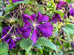 Image result for Clematis