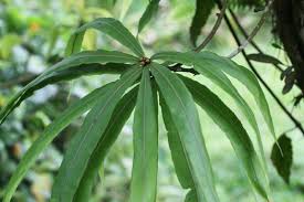 Image result for Oleandra