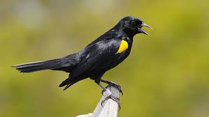 Birds Chirping In The Morning Mp3 Download The Chirping Yellow Bird Sound Effect Sound Effects Mp3 Free Download Pikbest