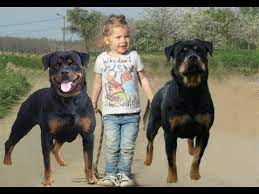 Check spelling or type a new query. Rottweiler Dogs Protecting Babies And Kids Compilation Dog Protection Videos Youtube