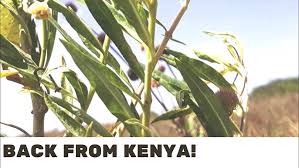 Image result for Gomphocarpus kaessneri