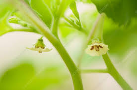 Image result for Physalis pubescens