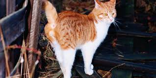 If a cat feels that its territory is threatened, it will mark the territory as its own with a spray of urine. Spraying International Cat Care