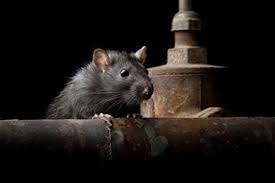 What residents and business can do to ensure rodent and pest control on private property cut tall grass around the house. Report Says California S Rat Population Is Exploding But County Data Differs The San Diego Union Tribune